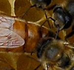 2015-06-15 Ecopoll bijen